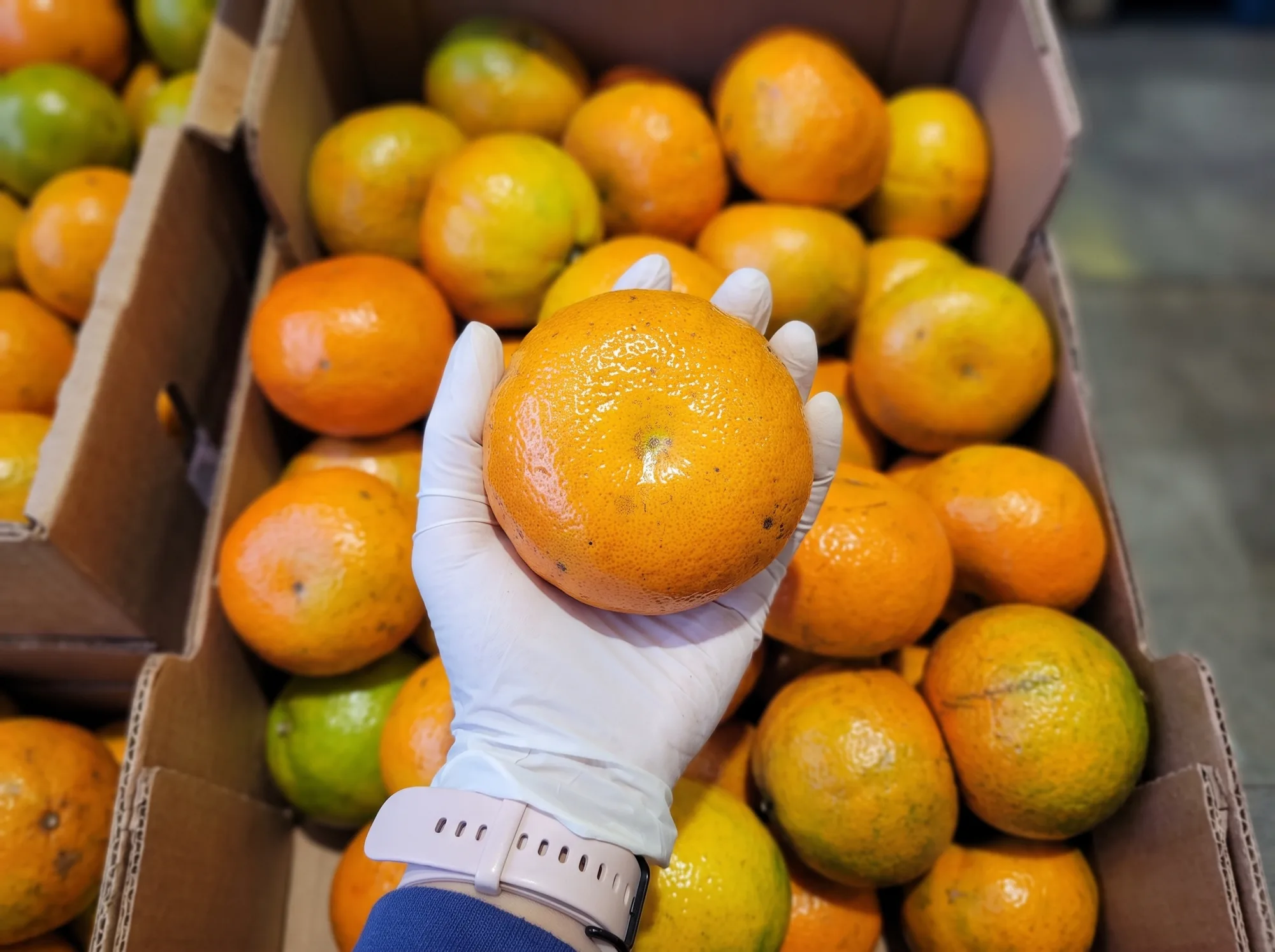 Laranja sendo conferida sobre caixas de frutas na operação da EJP Hortifruti